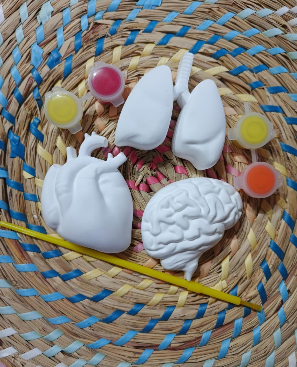 Human Body set of 3 pieces -